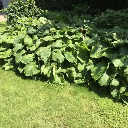 Althuizenhof 1 * 德纳瑞德