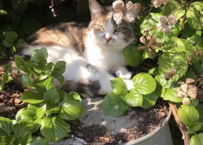 Althuizenhof 1 * Doenrade