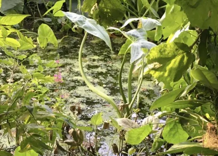 Althuizenhof 1 * Doenrade